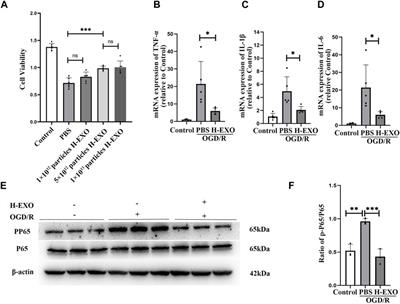 Exosomes derived from HUVECs alleviate ischemia-reperfusion induced inflammation in neural cells by upregulating KLF14 expression